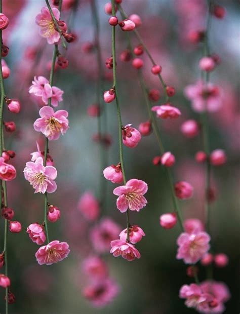 梅花吉祥話|梅花花語和象徵意義